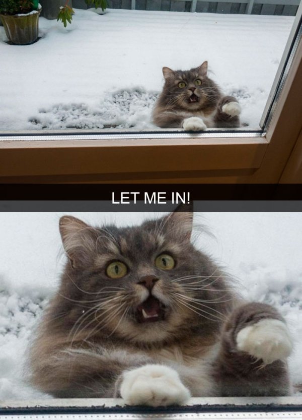 Hilarious Cats (35 pics)