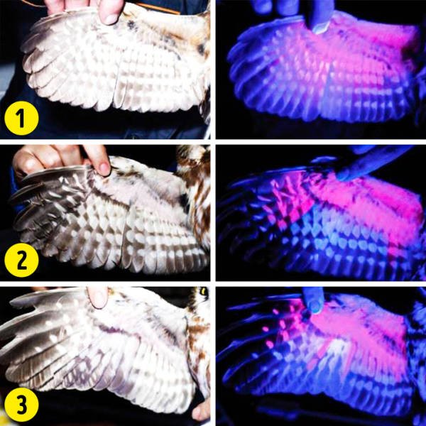 Everything Changes Under Ultraviolet Light (17 pics) Everything Changes Under Ultraviolet Light (17 pics)