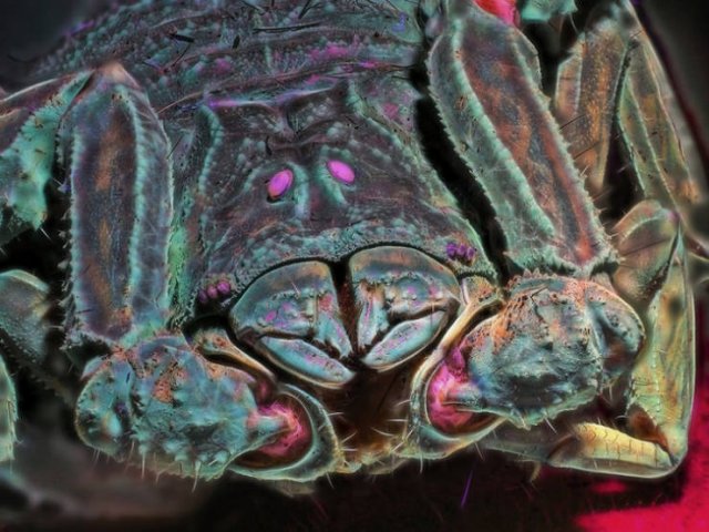 Everything Changes Under Ultraviolet Light (17 pics) Everything Changes Under Ultraviolet Light (17 pics)