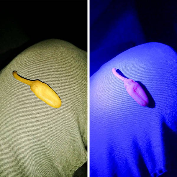 Everything Changes Under Ultraviolet Light (17 pics) Everything Changes Under Ultraviolet Light (17 pics)
