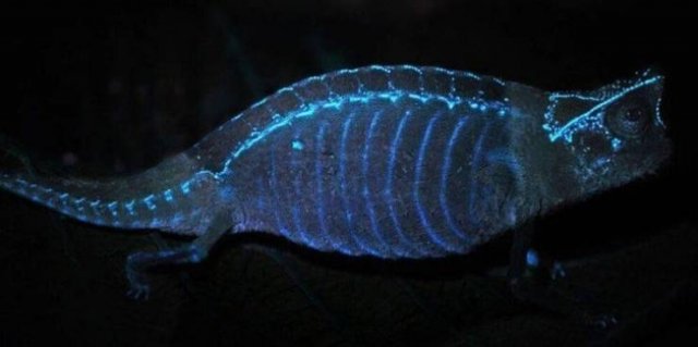 Everything Changes Under Ultraviolet Light (17 pics) Everything Changes Under Ultraviolet Light (17 pics)
