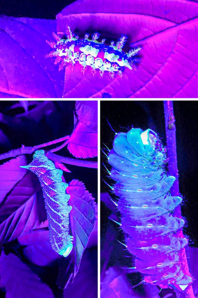 Everything Changes Under Ultraviolet Light (17 pics)
