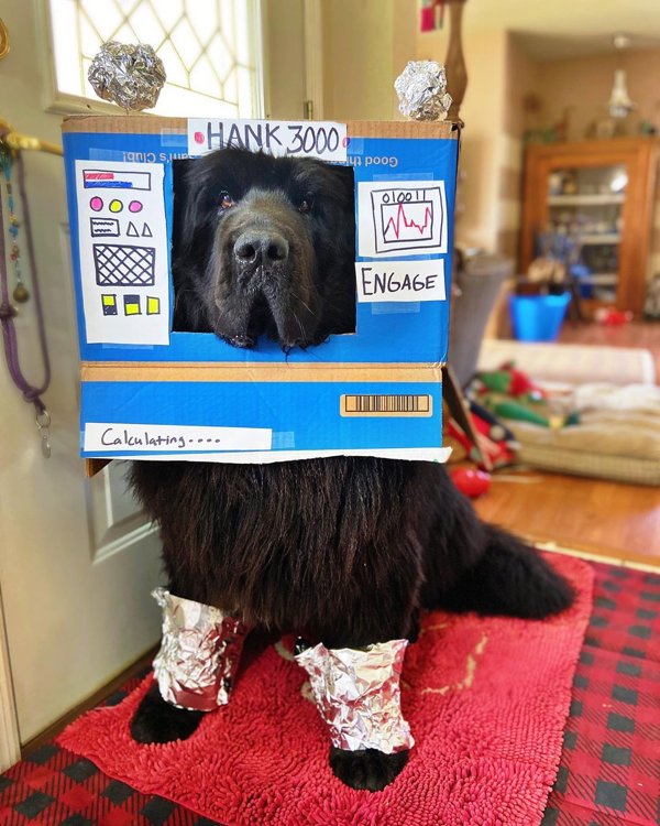 Dog Hairstyles On Quarantine (19 pics)