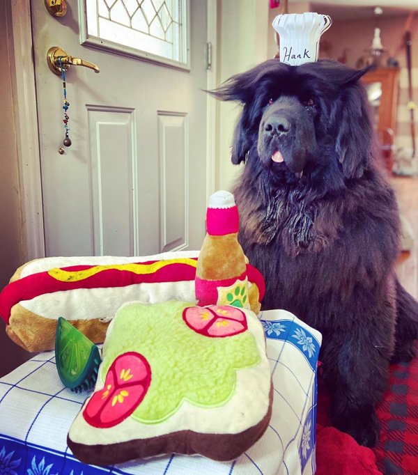 Dog Hairstyles On Quarantine (19 pics)