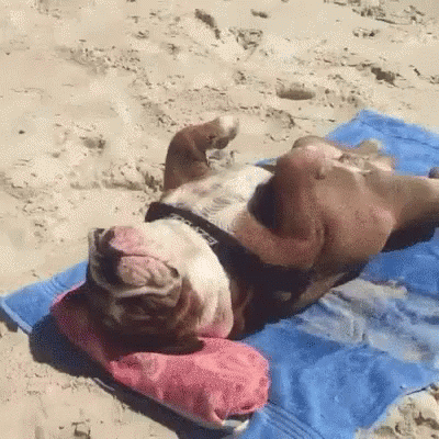 Wholesome GIFs (25 gifs)