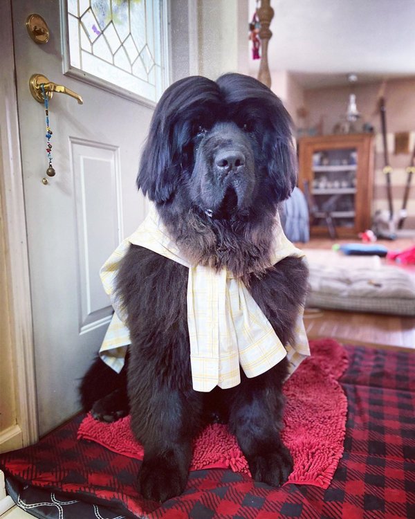 Dog Hairstyles On Quarantine (19 pics)