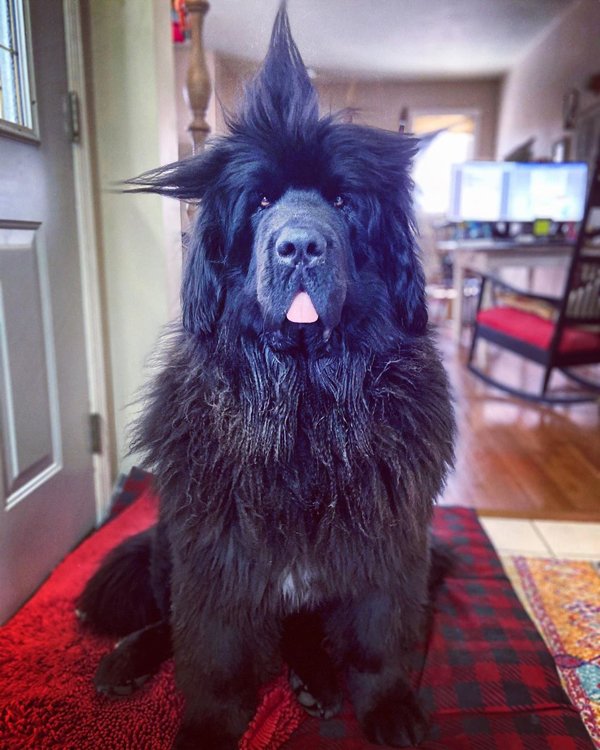 Dog Hairstyles On Quarantine (19 pics)