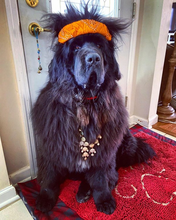 Dog Hairstyles On Quarantine (19 pics)