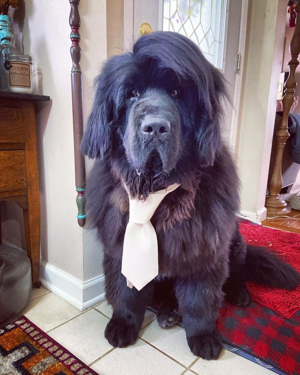 Dog Hairstyles On Quarantine (19 pics)