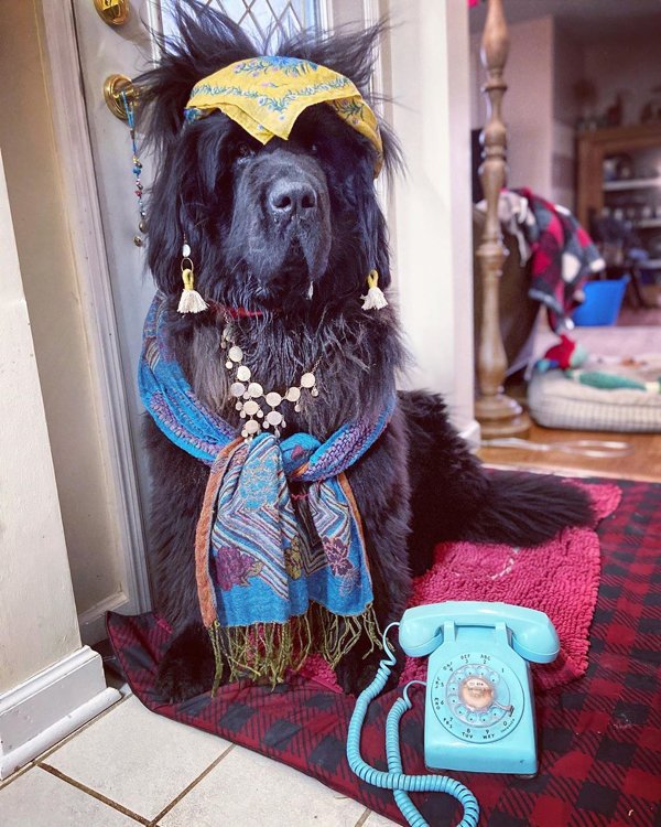 Dog Hairstyles On Quarantine (19 pics)