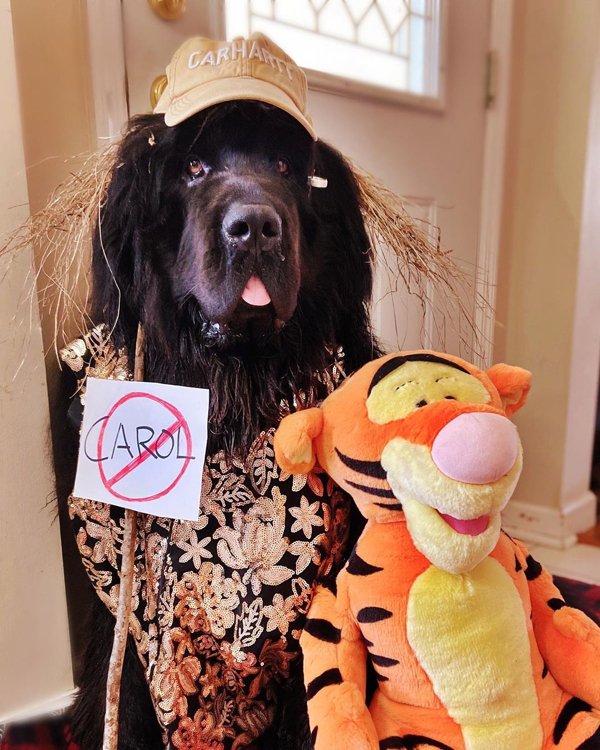 Dog Hairstyles On Quarantine (19 pics)