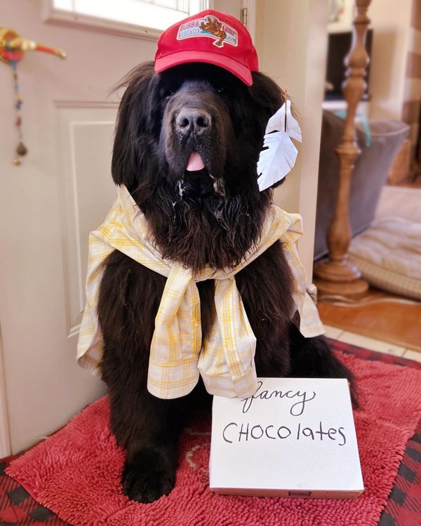 Dog Hairstyles On Quarantine (19 pics)
