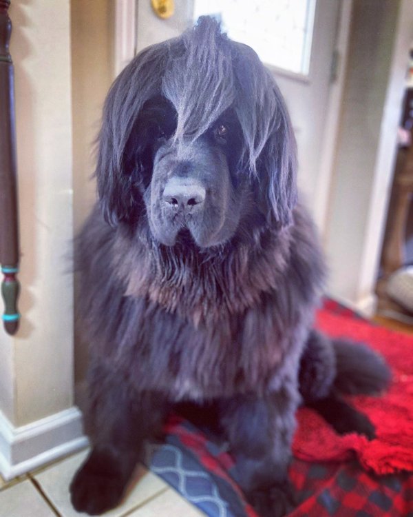 Dog Hairstyles On Quarantine (19 pics)