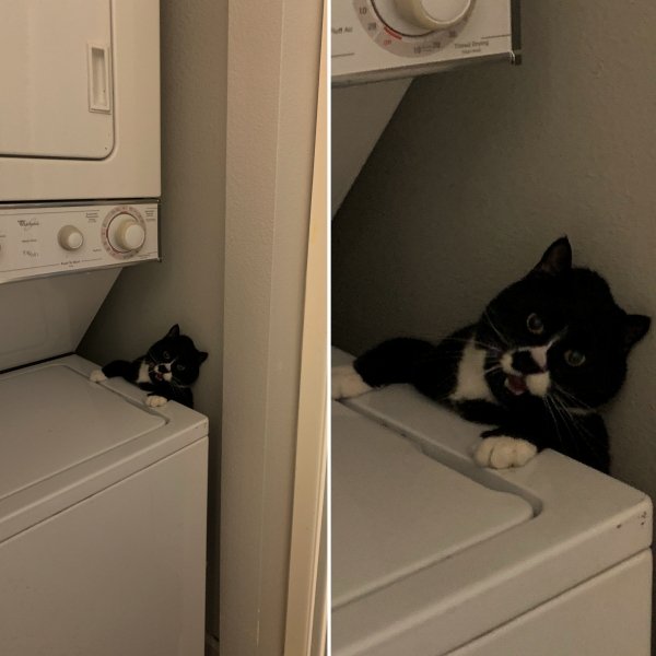 Hilarious Cats (31 pics)