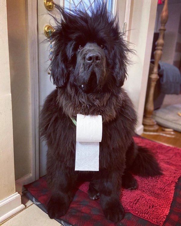 Dog Hairstyles On Quarantine (19 pics)