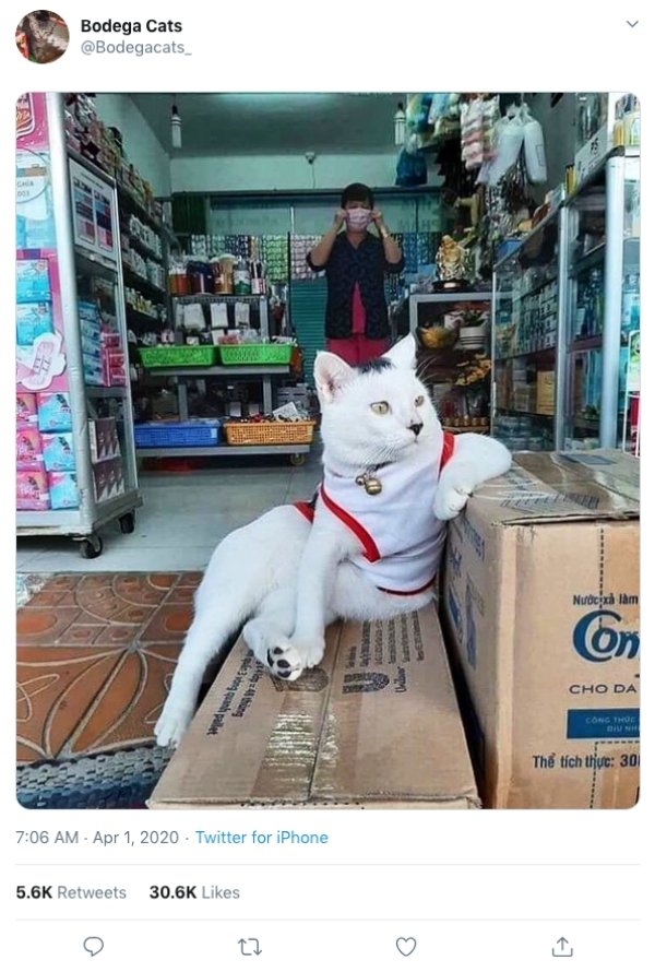 Convenience Store Cats (28 pics)