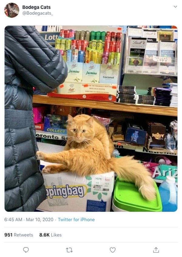 Convenience Store Cats (28 pics)