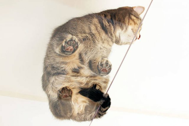 Japanese Apartments For Human And His Cat (16 pics)