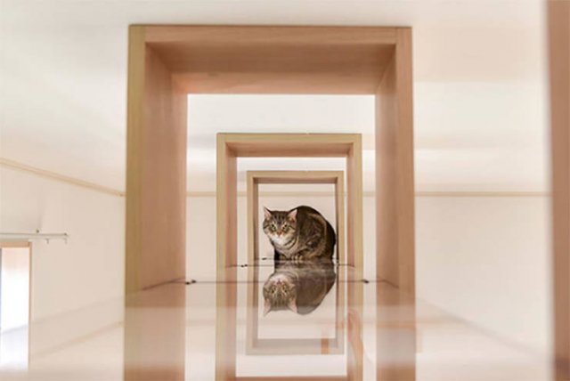 Japanese Apartments For Human And His Cat (16 pics)