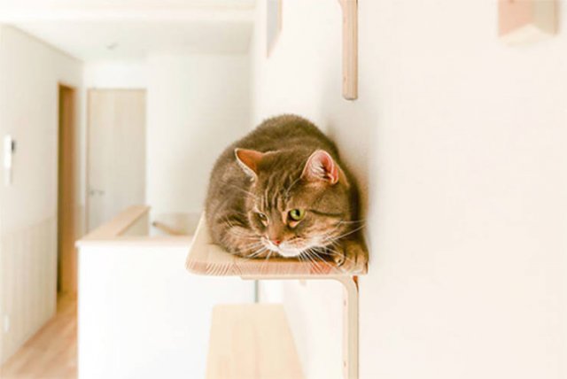 Japanese Apartments For Human And His Cat (16 pics)