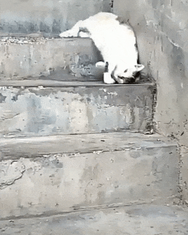 Acid Gifdump, April 14 (25 gifs)
