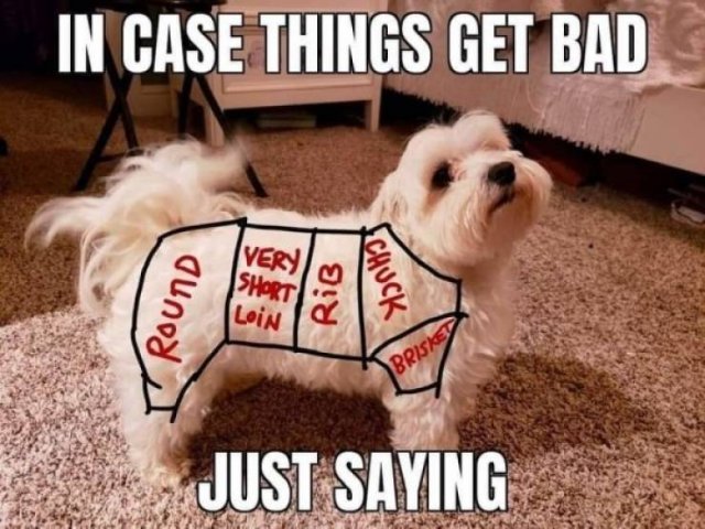 Random Funny Memes (52 pics)