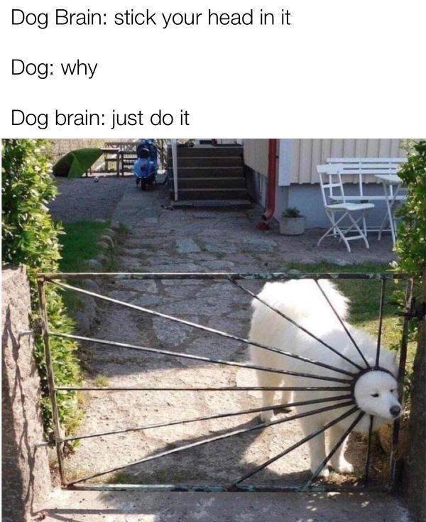 Random Funny Memes (52 pics)