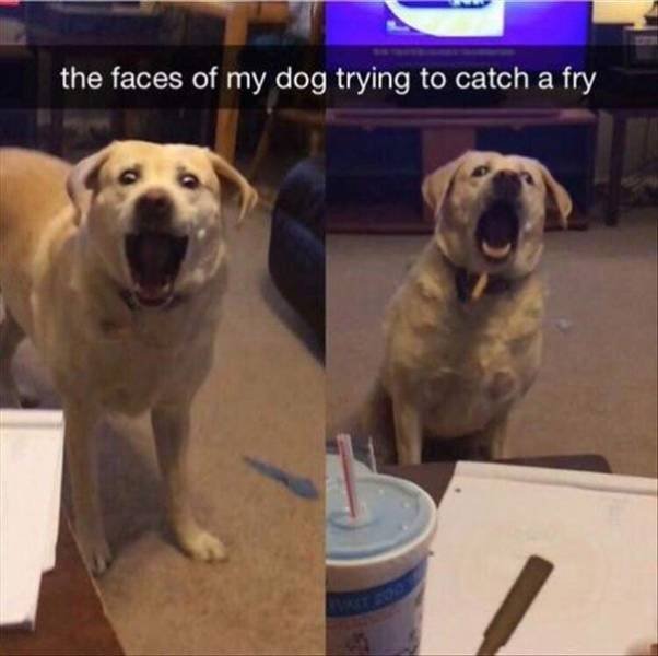 Random Funny Memes (52 pics)