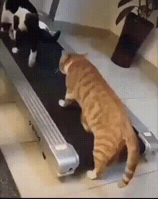 Acid Gifdump, April 16 (25 gifs)