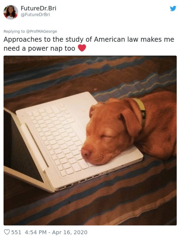 Pets At Work (30 pics)