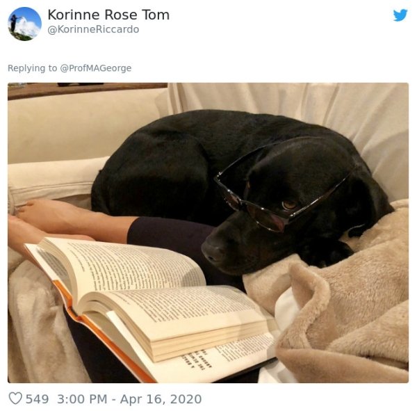 Pets At Work (30 pics)