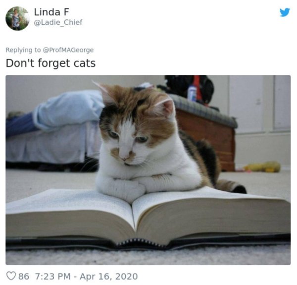 Pets At Work (30 pics)