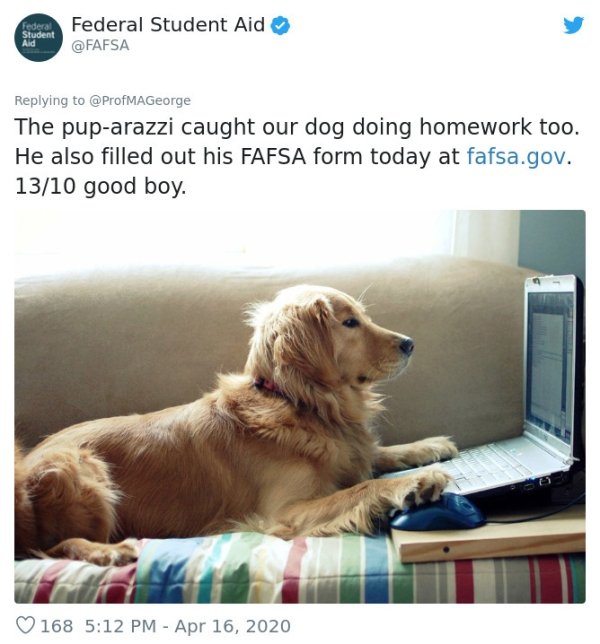 Pets At Work (30 pics)