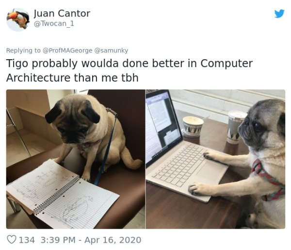 Pets At Work (30 pics)