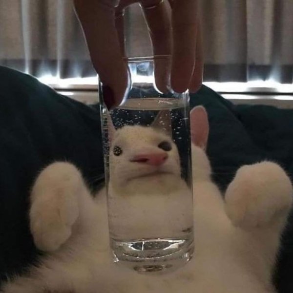 Hilarious Cats (31 pics)