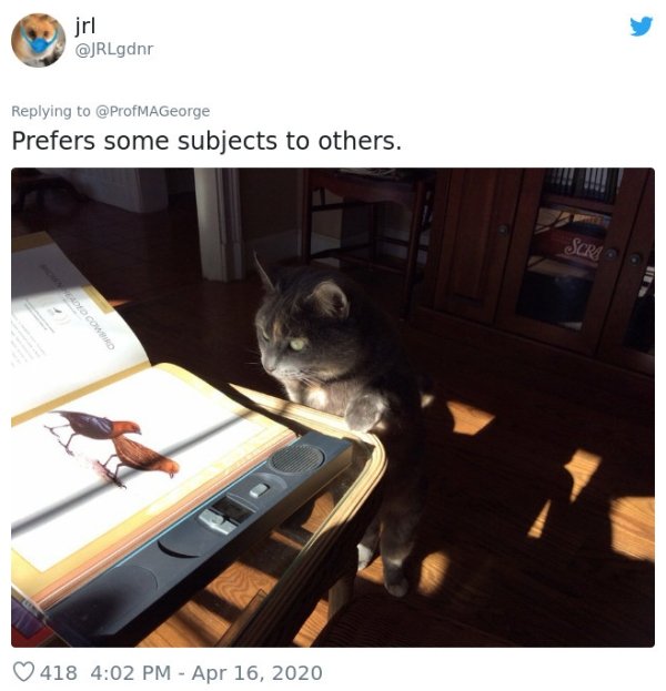 Pets At Work (30 pics)
