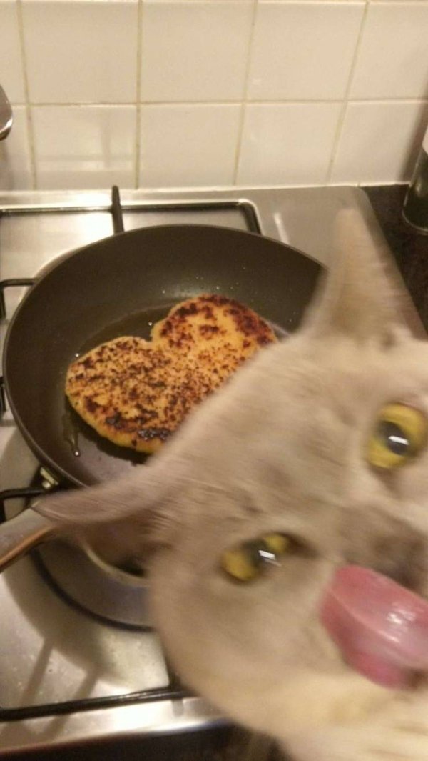 Hilarious Cats (31 pics)