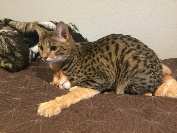 Hilarious Cats (31 pics)