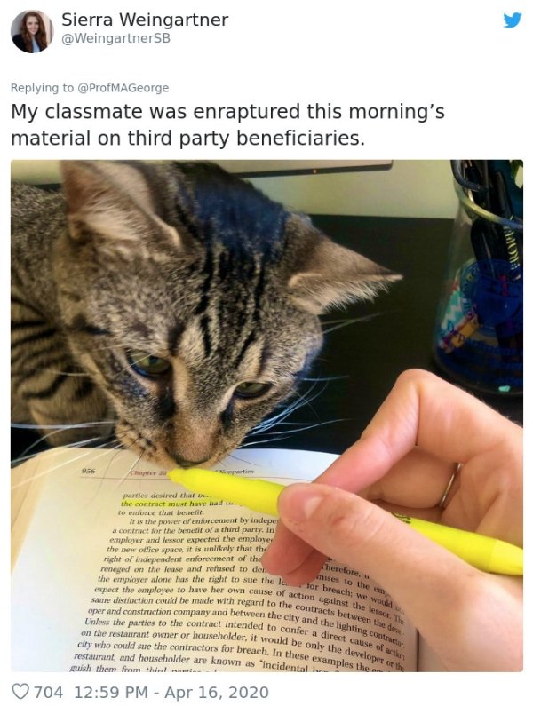 Pets At Work (30 pics)
