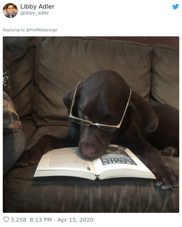 Pets At Work (30 pics)