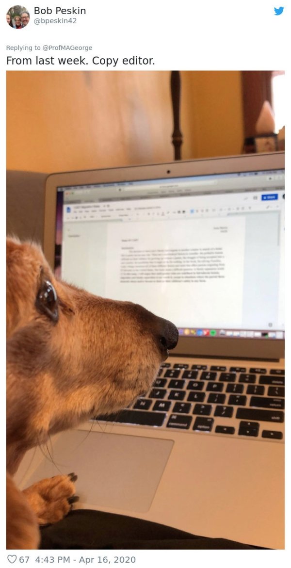 Pets At Work (30 pics)