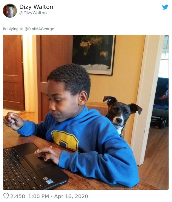 Pets At Work (30 pics)