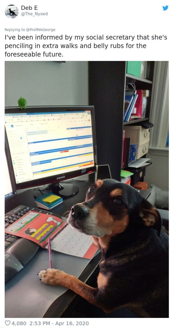 Pets At Work (30 pics)