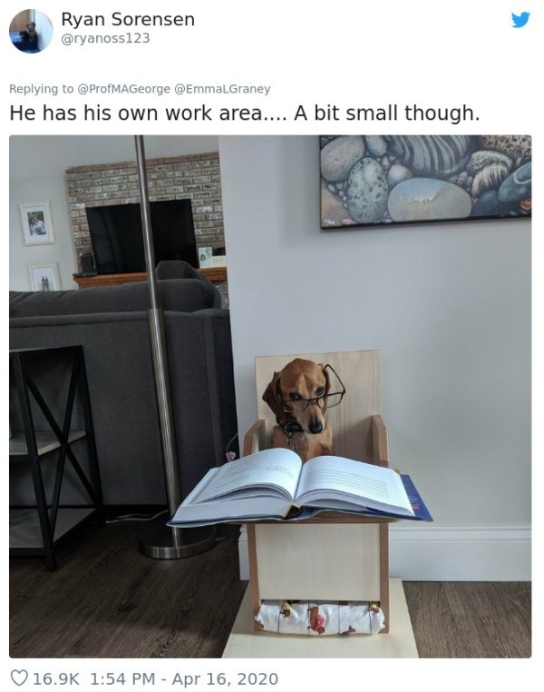 Pets At Work (30 pics)