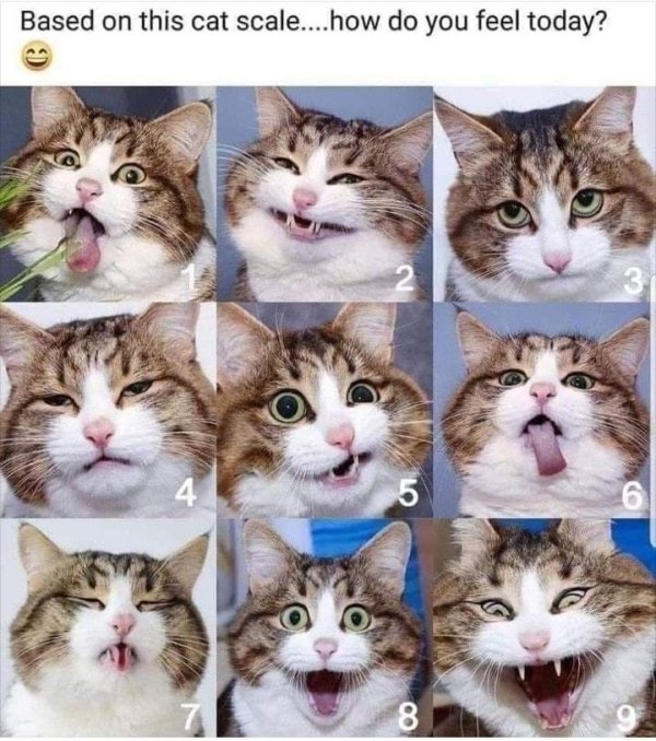 Hilarious Cats (31 pics)