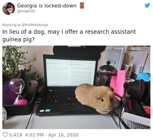 Pets At Work (30 pics)