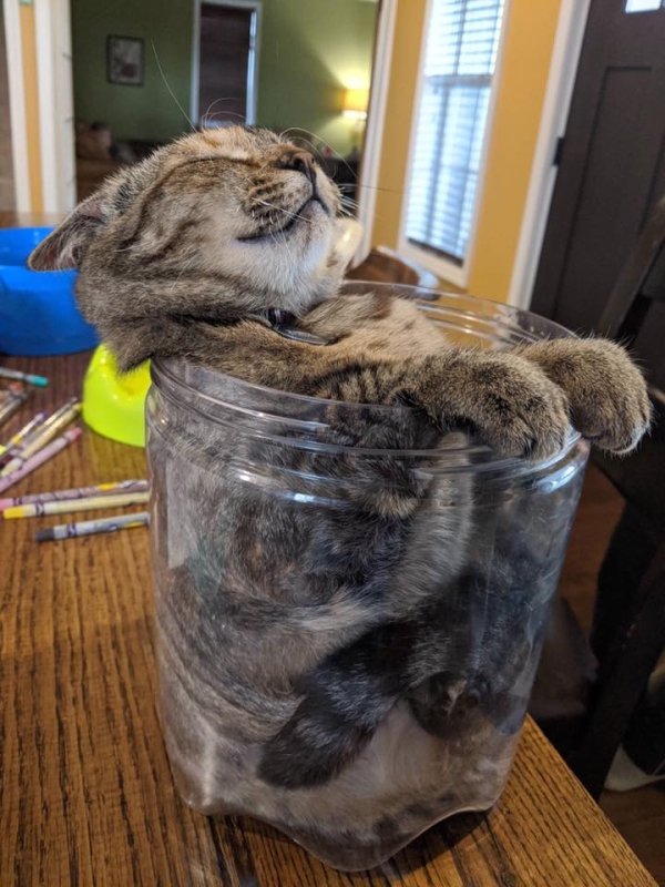 Hilarious Cats (31 pics)