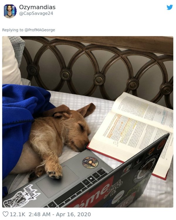 Pets At Work (30 pics)