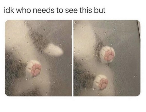 Hilarious Cats (31 pics)