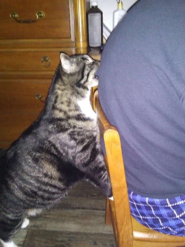 Hilarious Cats (31 pics)